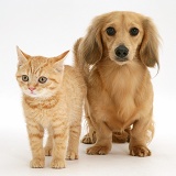 Ginger kitten with cream dapple Dachshund pup