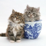 Maine Coon kittens playing with a blue china pot