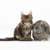 Maine Coon kitten with rabbit