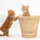Ginger kittens playing in a raffia basket