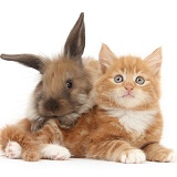 Ginger kitten and young Lionhead-Lop rabbit