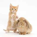 Ginger kitten, 7 weeks old, and young sandy Lop rabbit