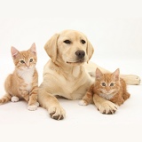 Yellow Labrador pup and ginger kittens