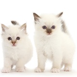 Two colourpoint kittens
