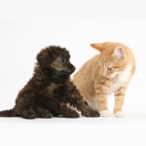 Ginger kitten and red brindle Toy Poodle pup