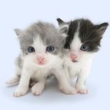 Grey-and-white and black-and-white little kittens