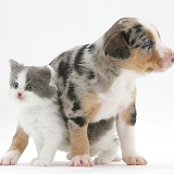 Border Collie pup and kitten