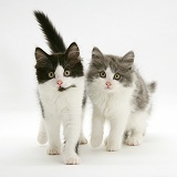 Black-and-white and grey-and-white Persian-cross kittens