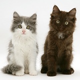 Grey-and-white and Chocolate Persian-cross kittens