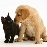 Black kitten and Yellow Labrador Retriever pup