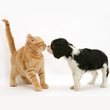 Cavalier King Charles Spaniel pup with ginger cat