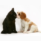 Cavalier King Charles Spaniel pup with a black cat