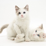 Ragdoll cat and kitten