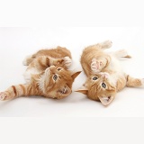 Two ginger kittens lying together on their backs