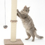 Maine Coon cat using a scratch post