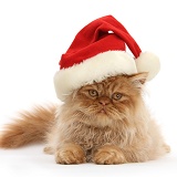 Ginger Persian male kitten wearing a Santa hat