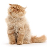 Ginger Persian male kitten