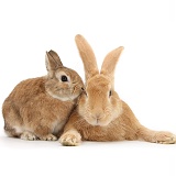 Flemish Giant and Netherland-cross rabbits