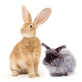 Flemish Giant  and Blue Angora rabbits
