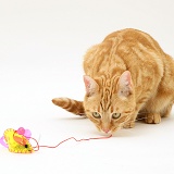 Ginger cat playing with a mouse toy