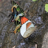 Butterflies drinking