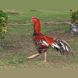 Thai Fighting Rooster