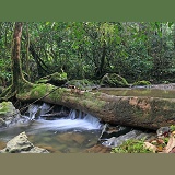 Rainforest stream