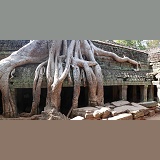 Tree roots growing on Ta Prohm Temple