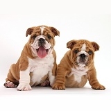 Two Bulldog pups, 8 weeks old