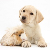 Yellow Labrador Retriever pup and Guinea pig