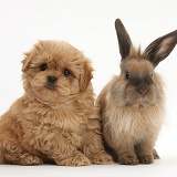 Peekapoo pup and Lionhead-cross rabbit