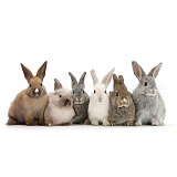Six baby rabbits