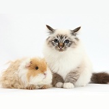 Birman cat and frizzy Guinea pig