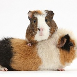 Two Guinea pigs