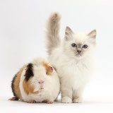 Blue-point kitten and Guinea pig
