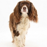 Springer Spaniel dog