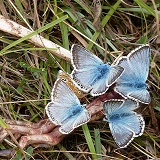 Chalkhill blue butterflies on rabbit skeleton
