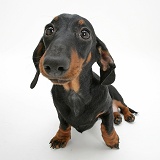Black-and-tan Miniature Dachshund, sitting and looking up