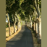 Driving through an avenue of trees