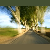 Driving through an avenue of trees at speed