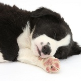Sleeping black-and-white Border Collie pup, 6 weeks old