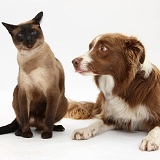 Chocolate Border Collie and Siamese cat
