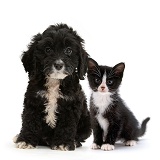 Black-and-white Cockapoo pup and kitten