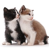 Black-and-white and brown-and-white kittens