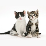 Black-and-white and Tabby-and-white kittens