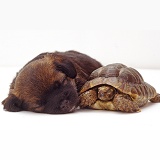 Sleepy Border Terrier pup, 4 weeks old, and tortoise