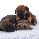 Sleepy Border Terrier pups, 4 weeks old, and tortoise