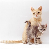 Ginger cat and kitten
