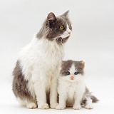 Grey-and-white mother cat and kitten
