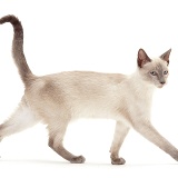 Blue-point Siamese cat, walking across